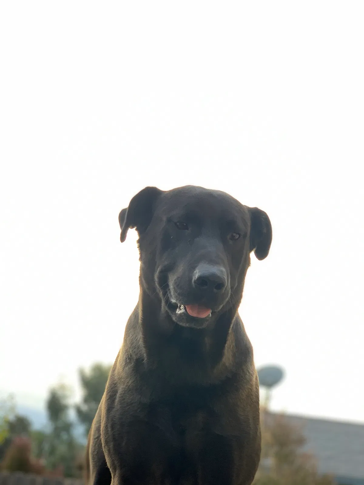 Lost dog in Fresno, CA, 93706