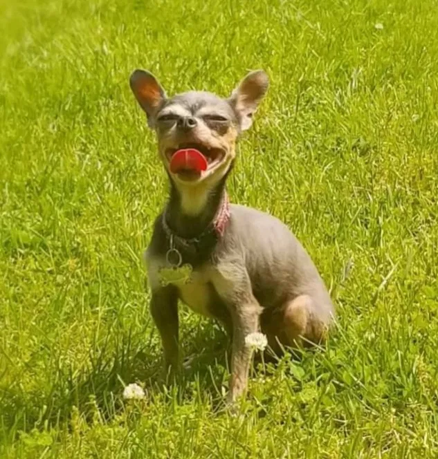 Lost dog in Bay Shore, NY, 11706