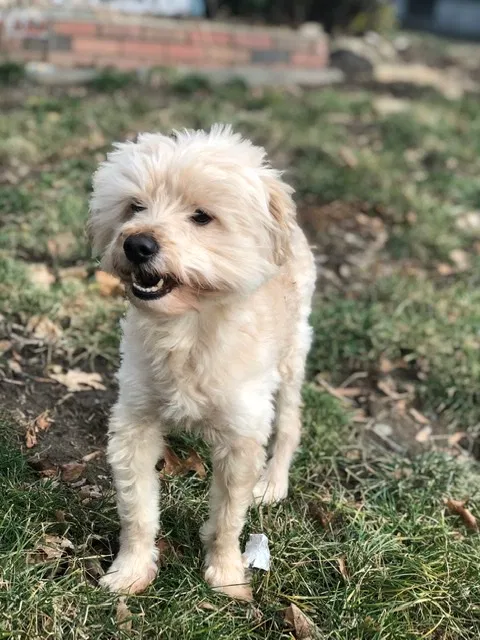Lost dog in East Hartford, CT, 6108