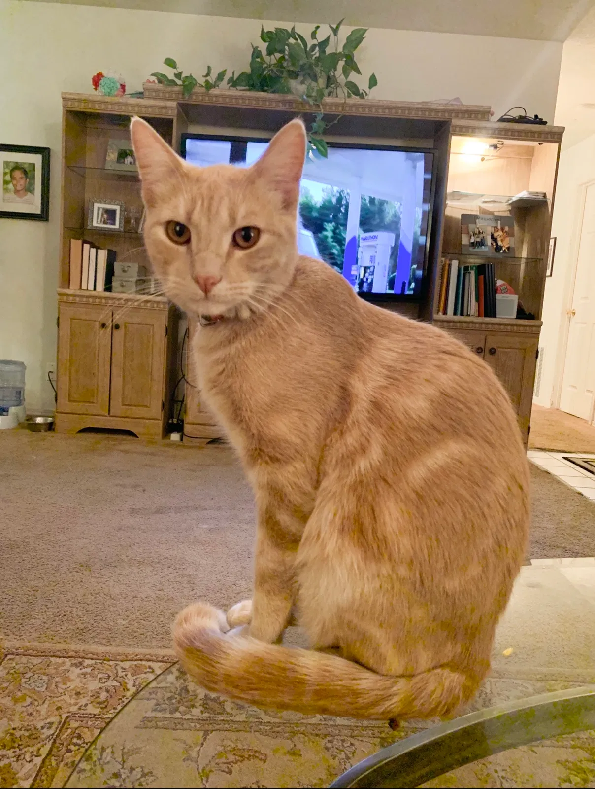 Lost cat in Albuquerque, NM, 87120