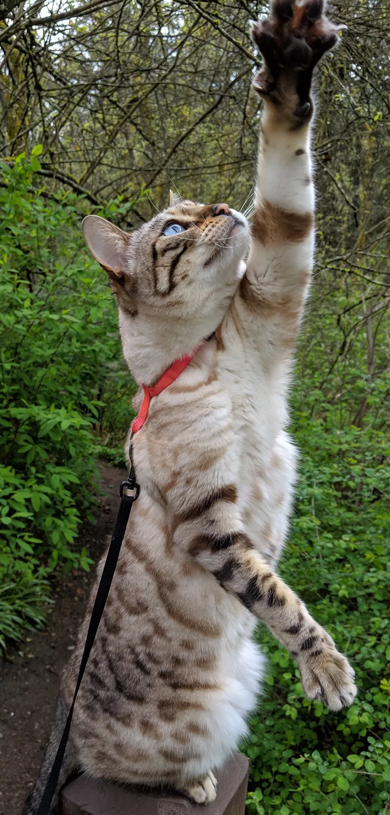 Lost cat in Seattle, WA, 98115
