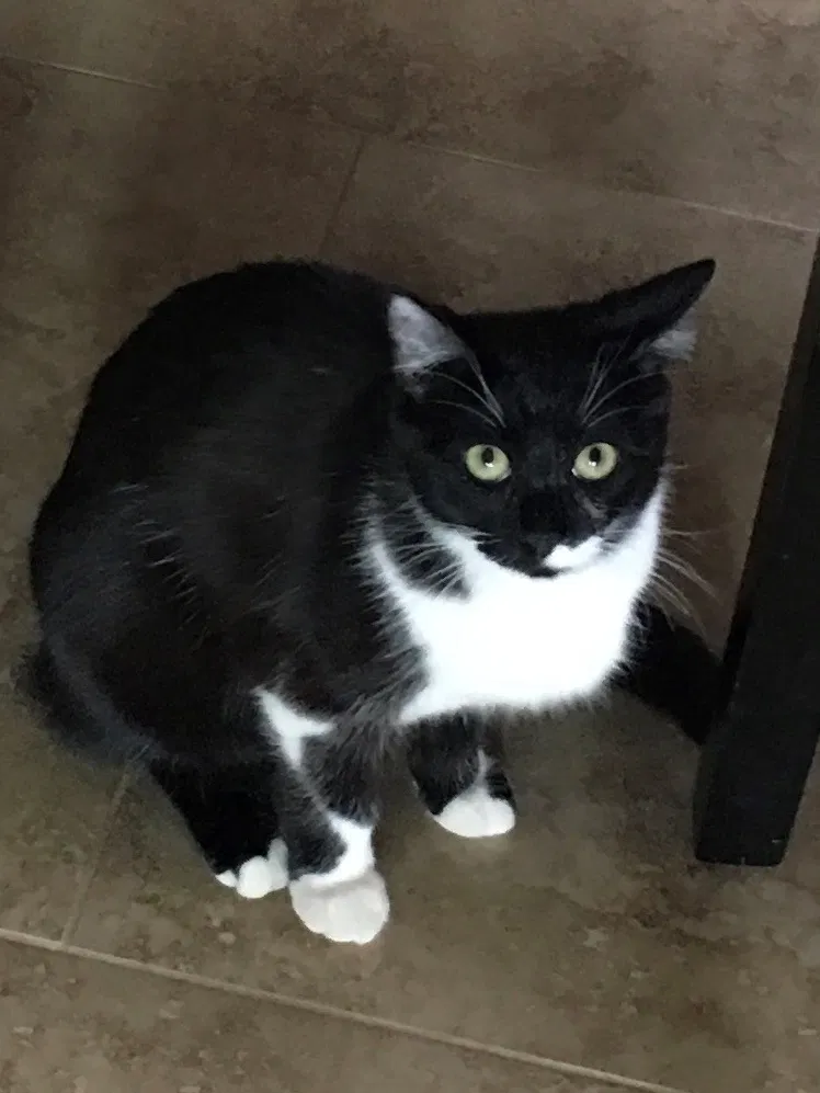 Lost cat in Tucson, AZ, 85730