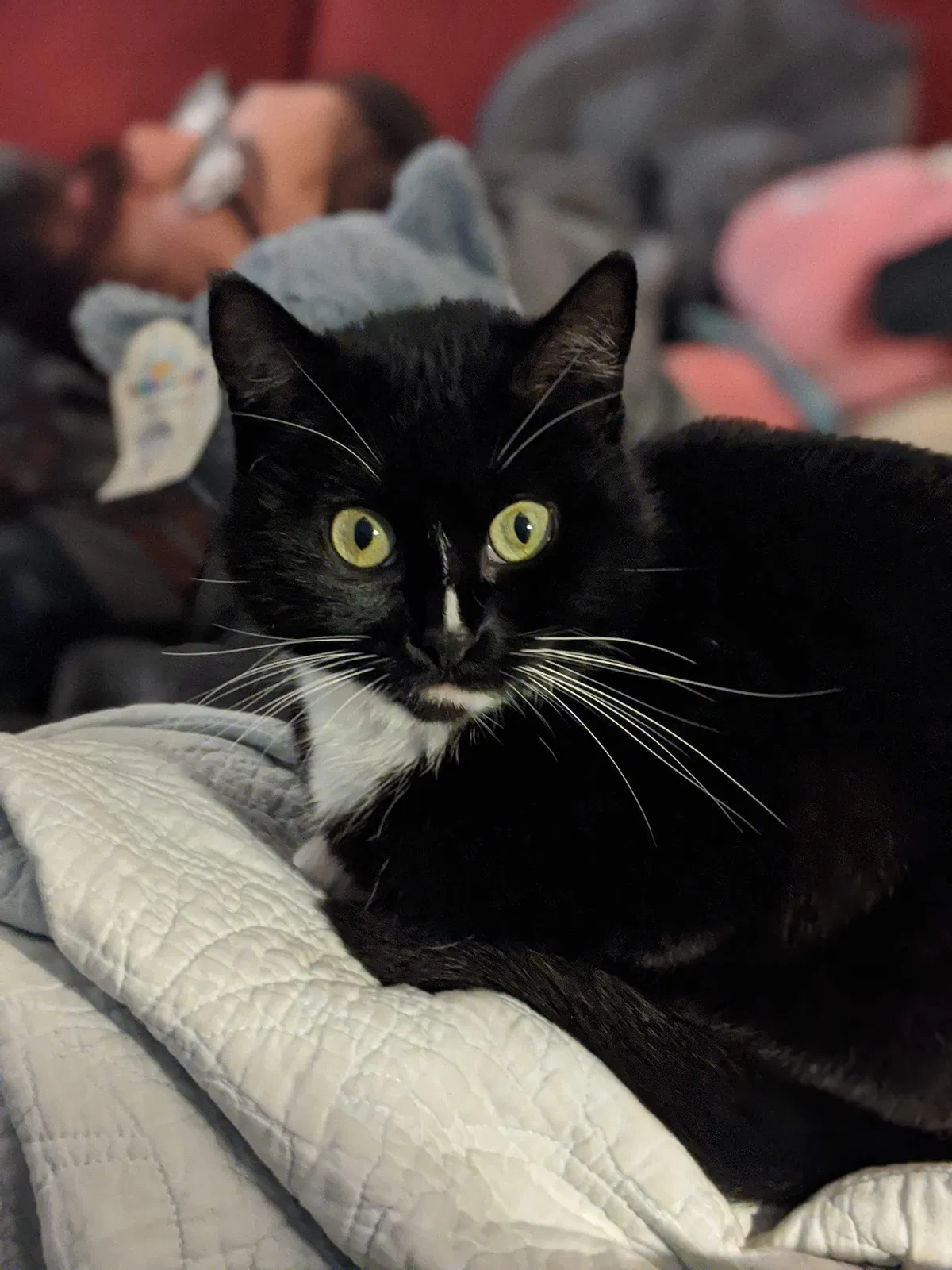 Lost cat in Torrance, CA, 90503