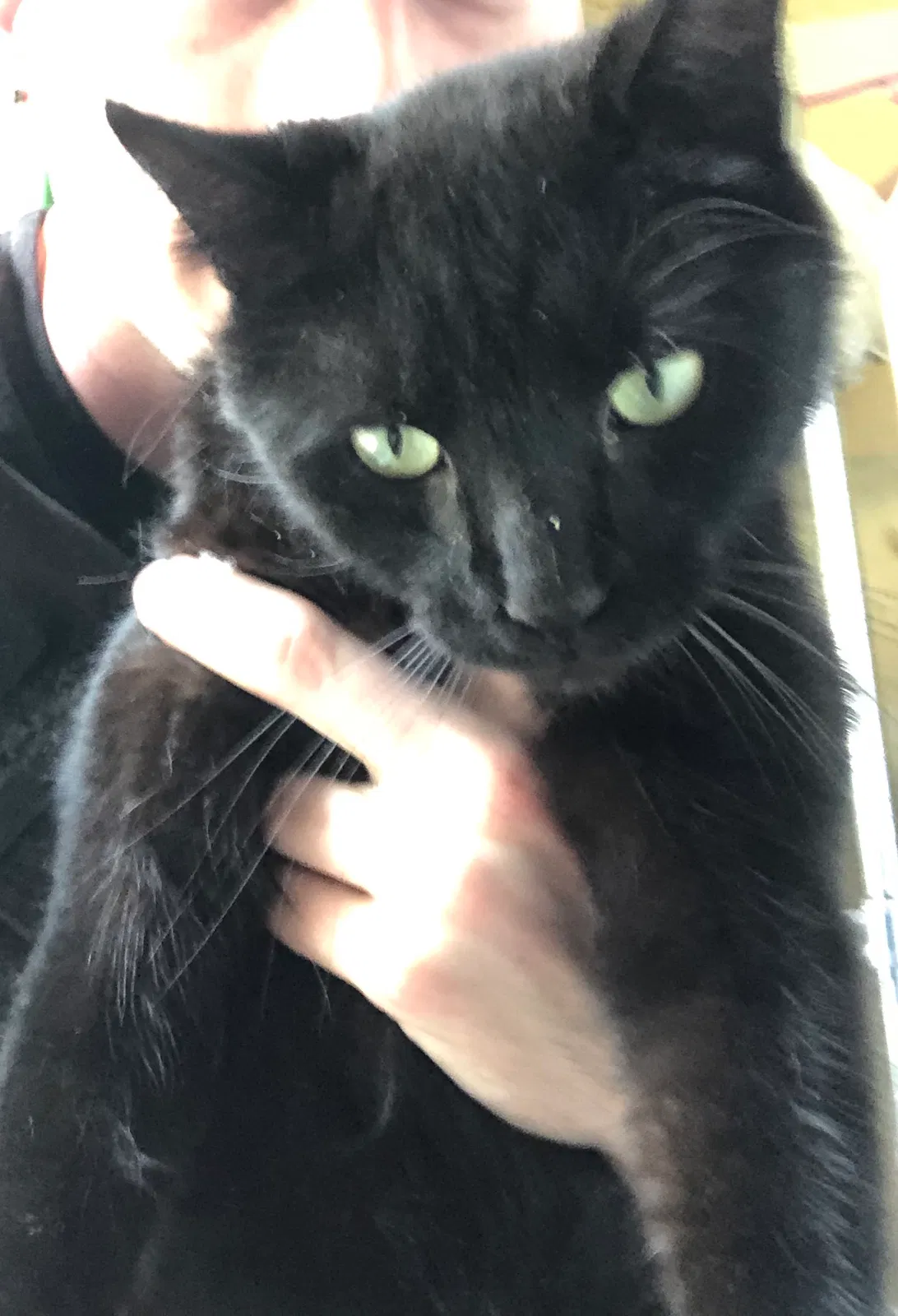 Lost cat in Matthews, NC, 28105