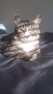 Lost cat in North Little Rock, AR, 72116