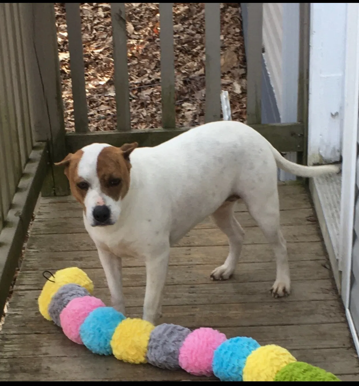 Lost dog in Danbury, NC, 27016