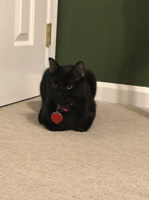 Lost cat in Alexander, AR, 72002