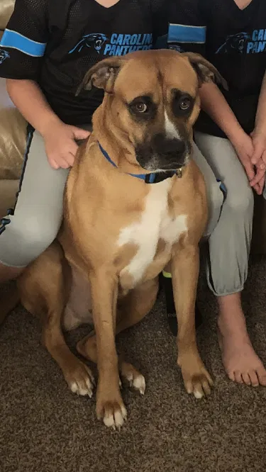 Lost dog in Stoneville, NC, 27048