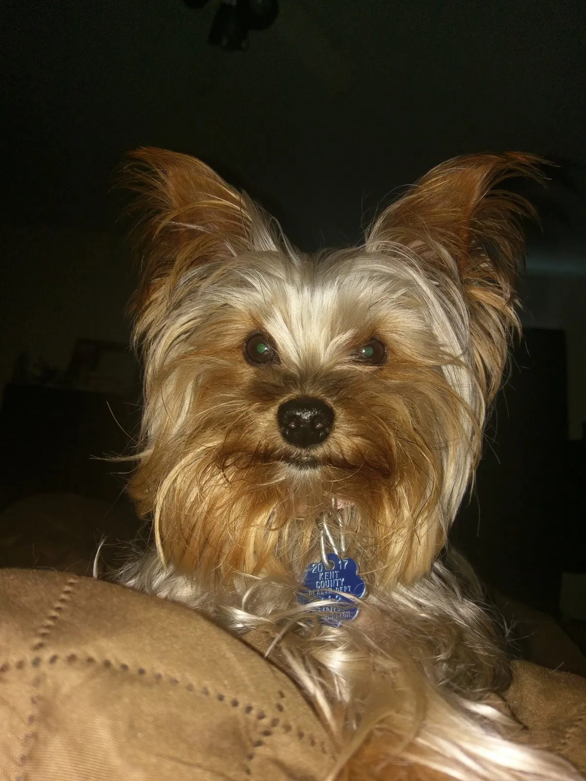 Lost dog in Augusta, GA, 30909