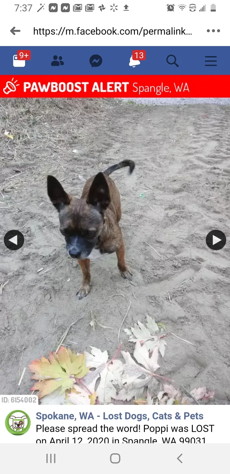 Lost dog in Spangle, WA, 99031