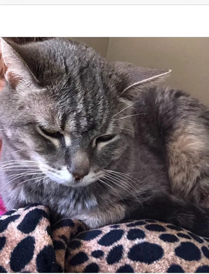 Lost cat in Toledo, OH, 43613