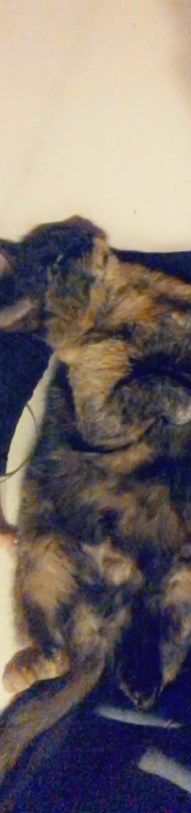 Lost cat in Toledo, OH, 43620