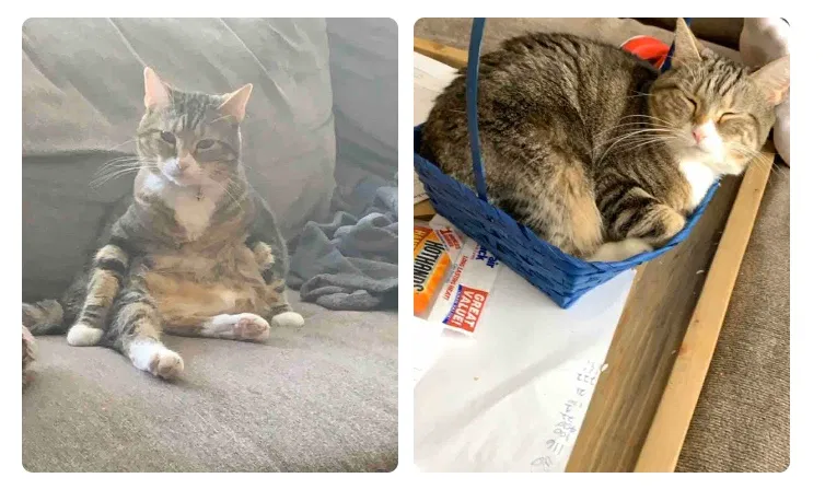 Lost cat in Homewood, IL, 60430