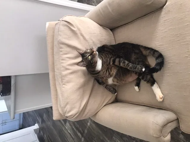 Lost cat in Hendersonville, NC, 28792