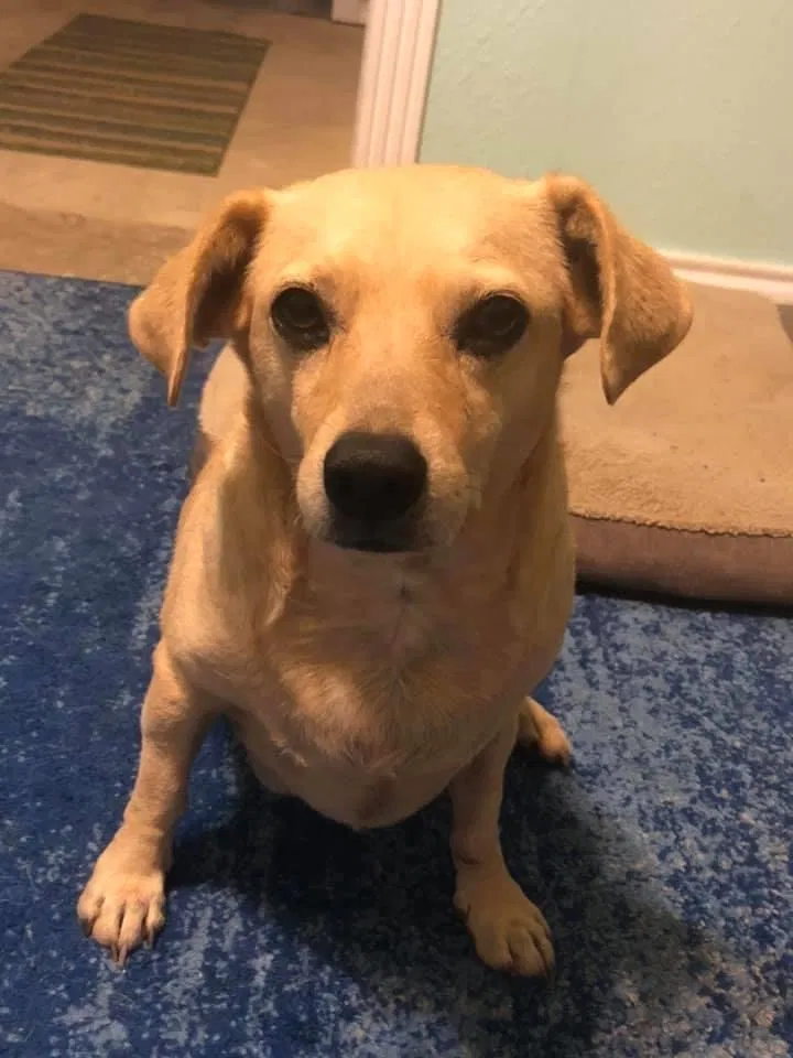 Lost dog in Mesquite, TX, 75181