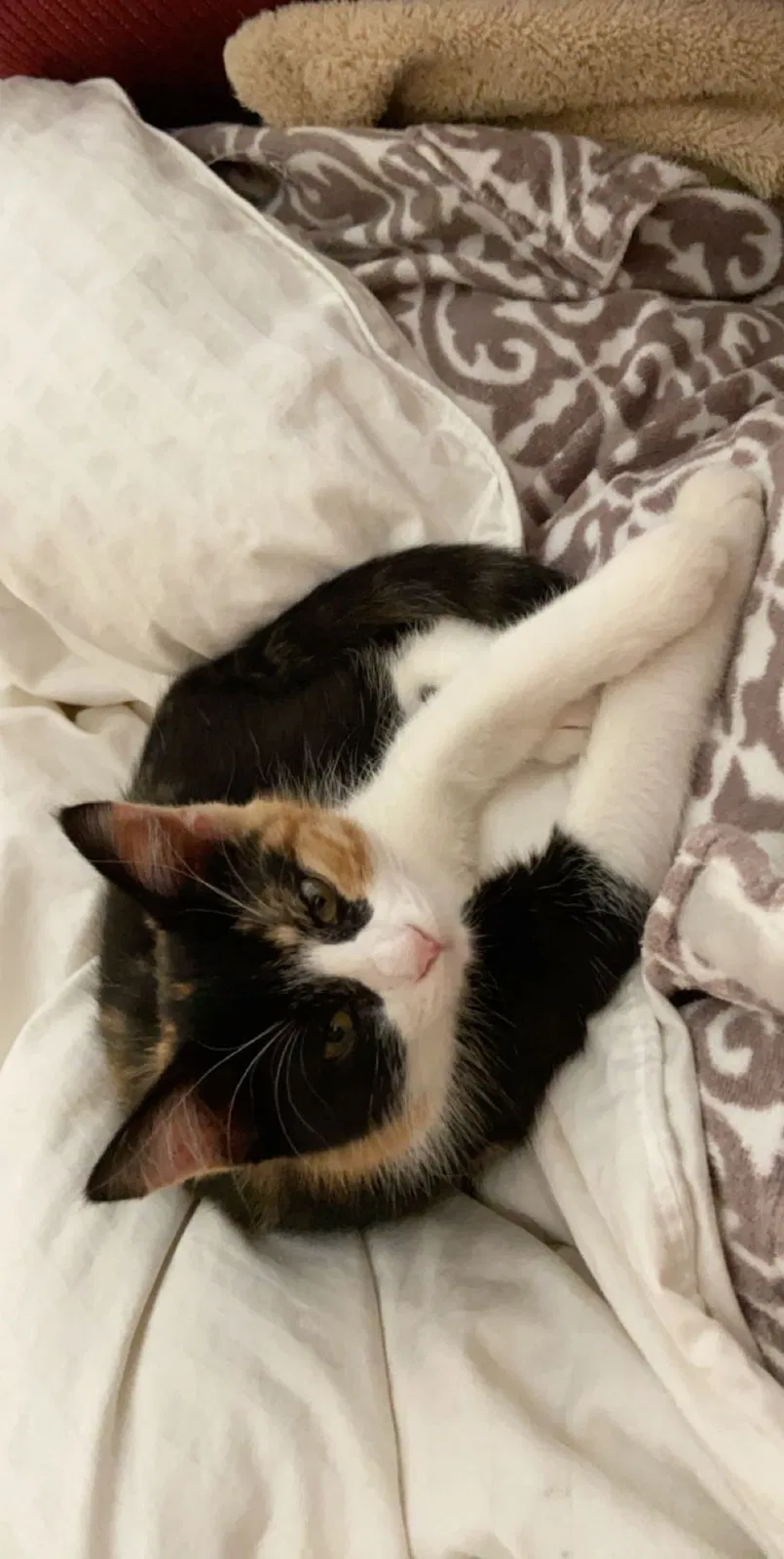 Lost cat in Flower Mound, TX, 75028