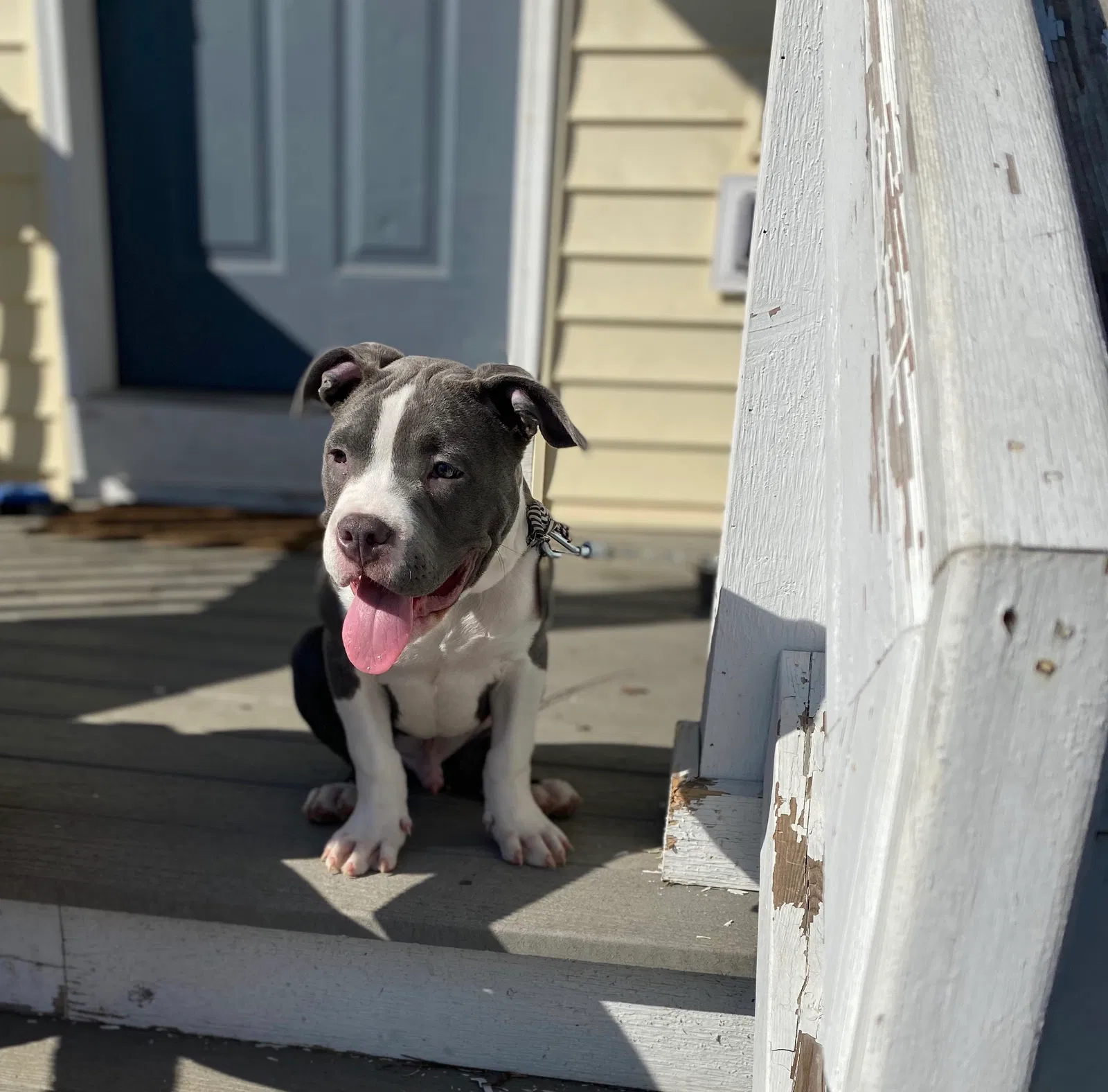 Lost dog in Columbus, OH, 43205