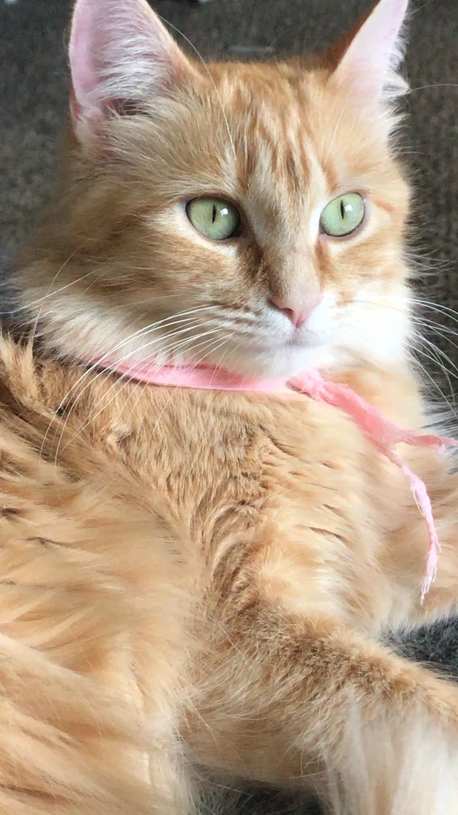 Lost cat in Warren, MI, 48089