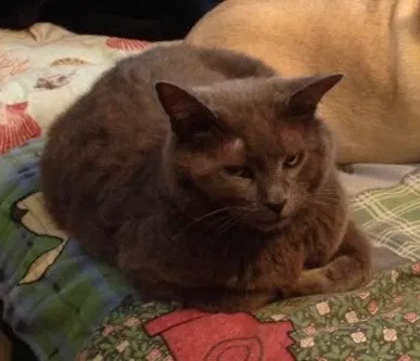 Lost cat in Clarksburg, MD, 20871