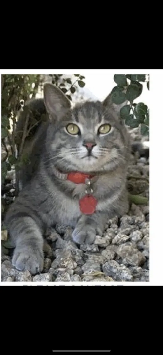 Lost cat in Phoenix, AZ, 85041
