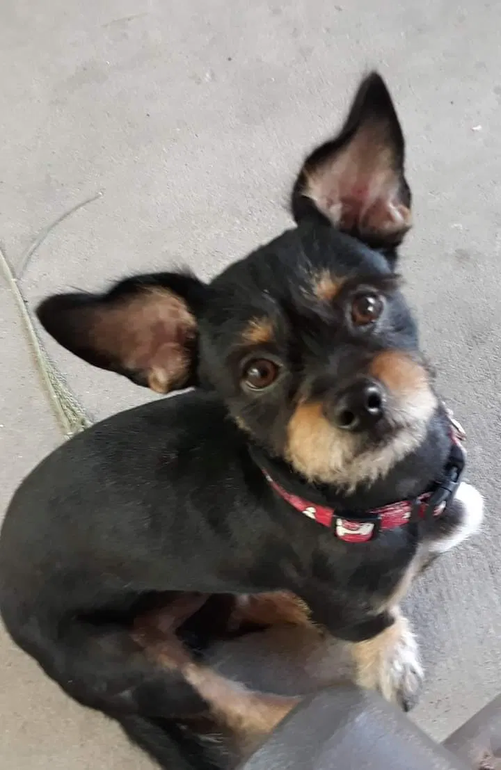 Lost dog in Corpus Christi, TX, 78401