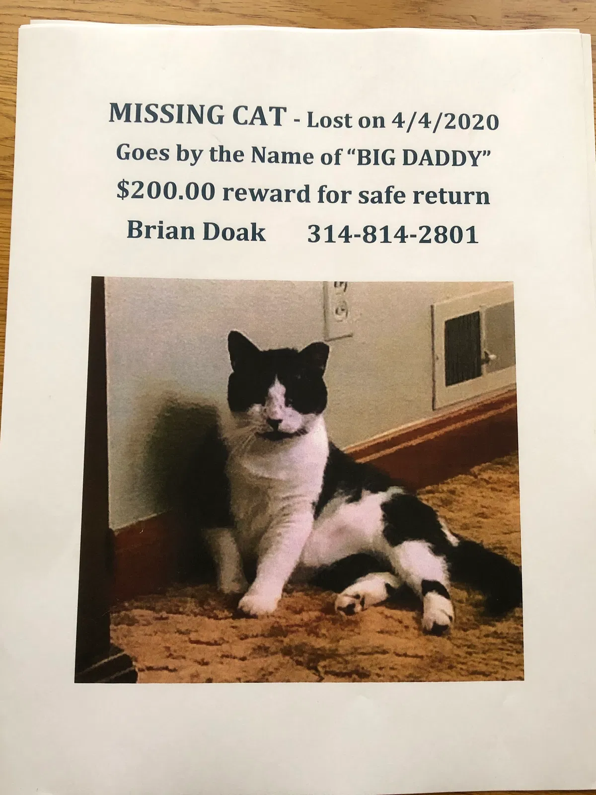 Lost cat in Saint Louis, MO, 63136