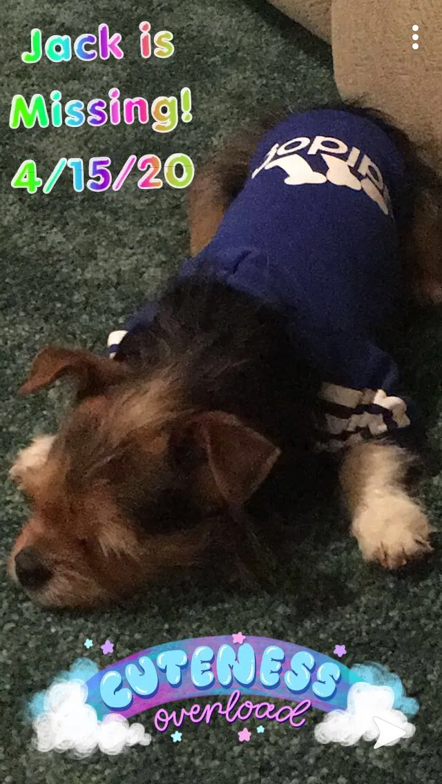 Lost dog in Bagley, MN, 56621