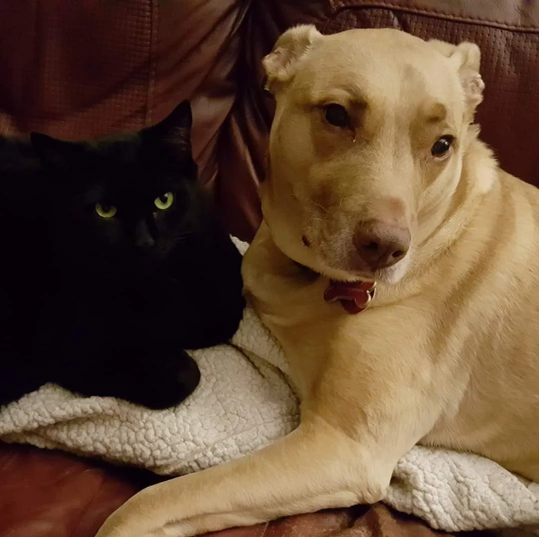 Lost cat in Clayton, NC, 27527