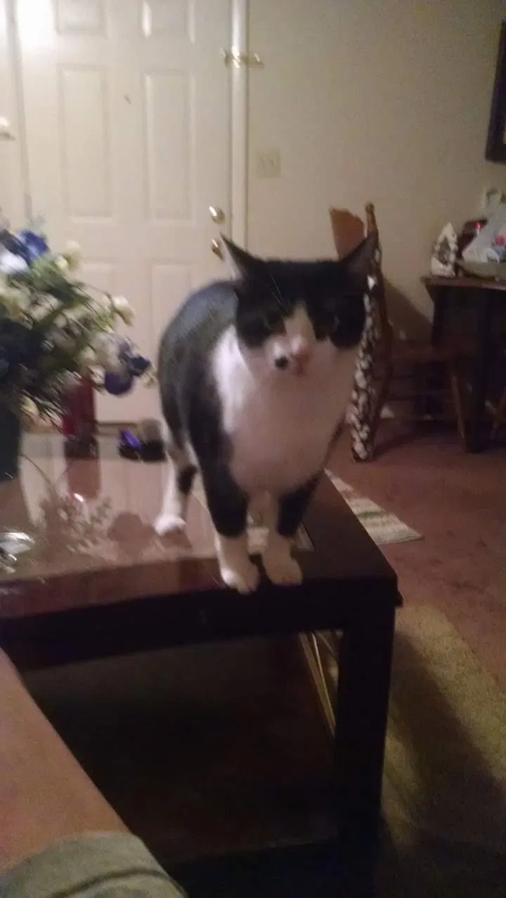 Lost cat in Mcminnville, TN, 37110