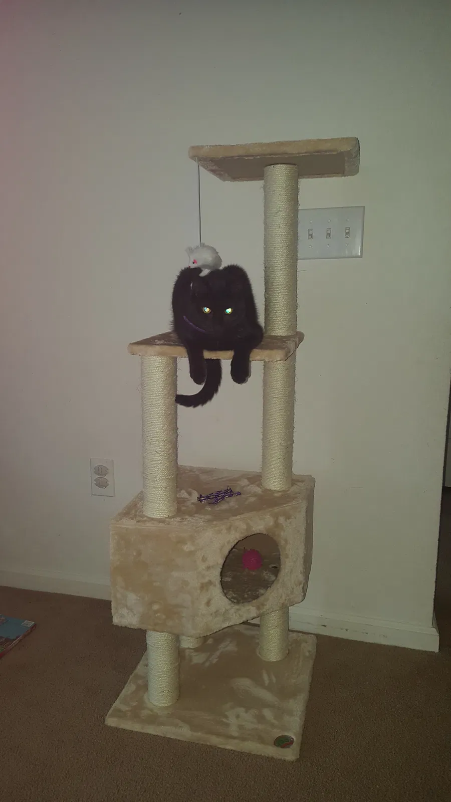 Lost cat in Fuquay Varina, NC, 27526