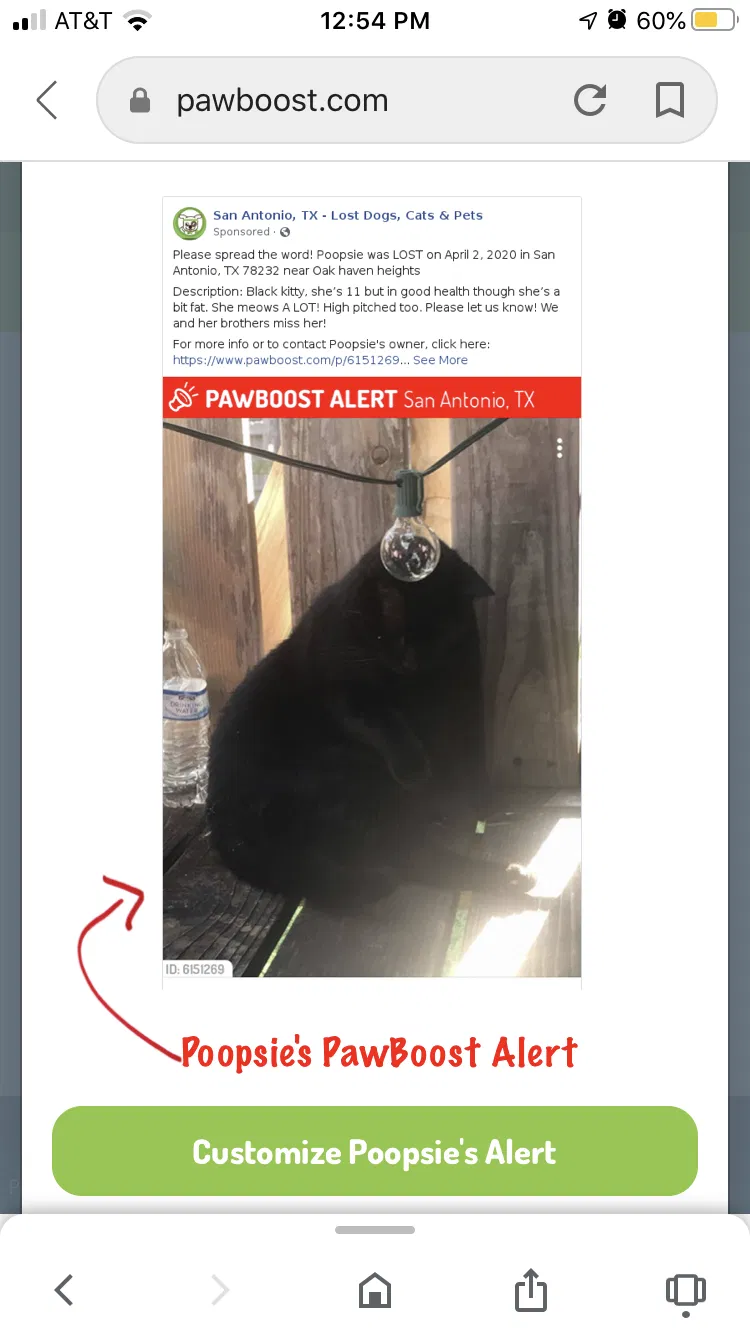 Lost cat in San Antonio, TX, 78232