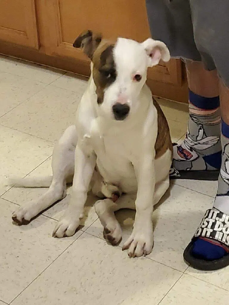 Lost dog in Tucson, AZ, 85705