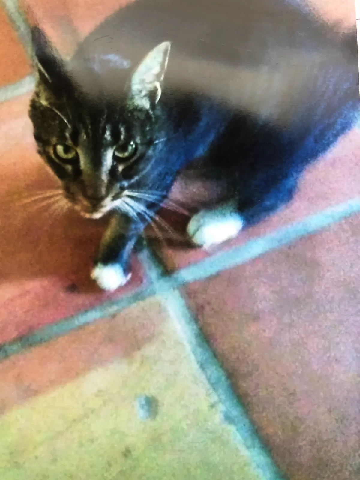 Lost cat in Sarasota, FL, 34235