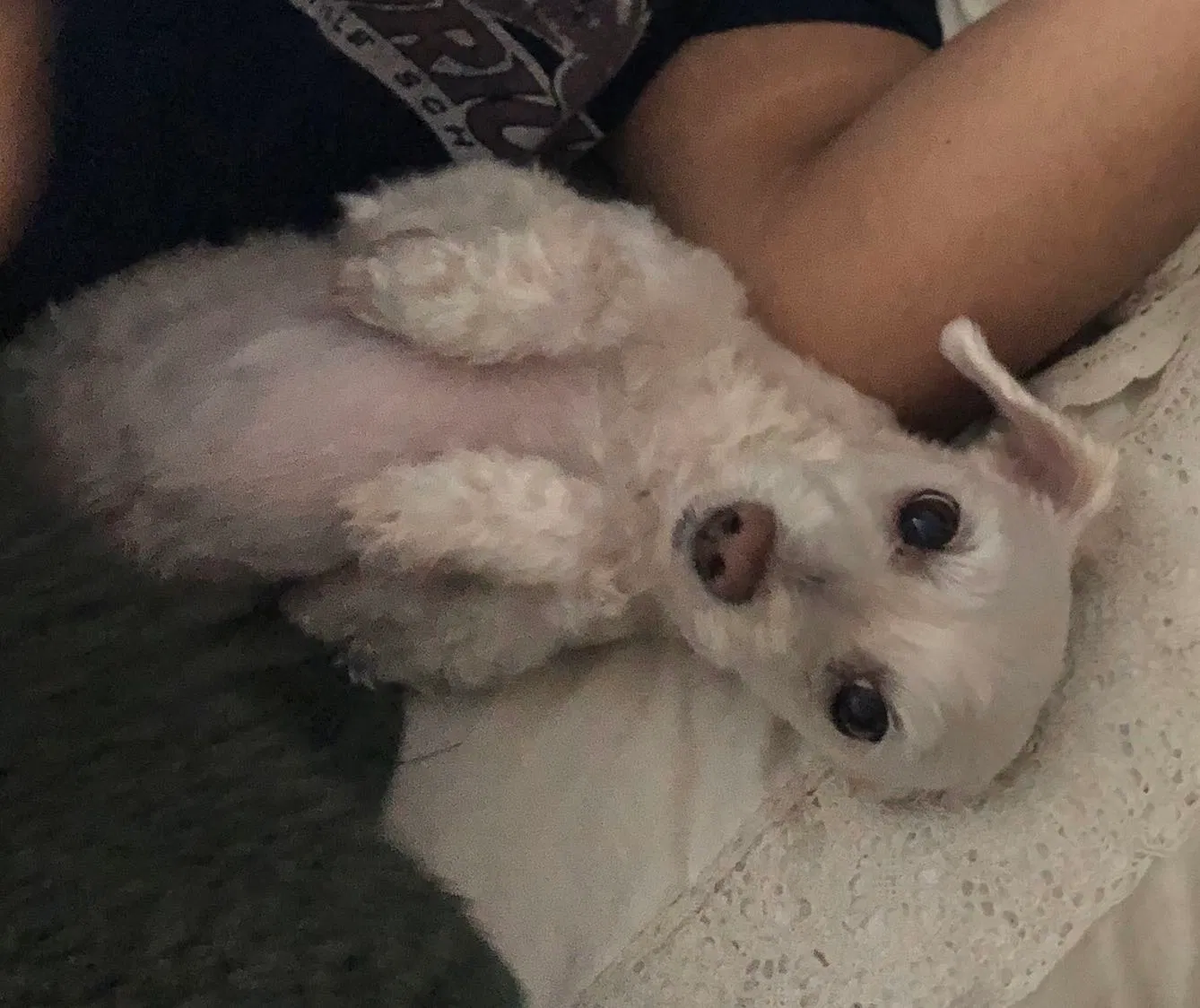 Lost dog in Lewisville, TX, 75067