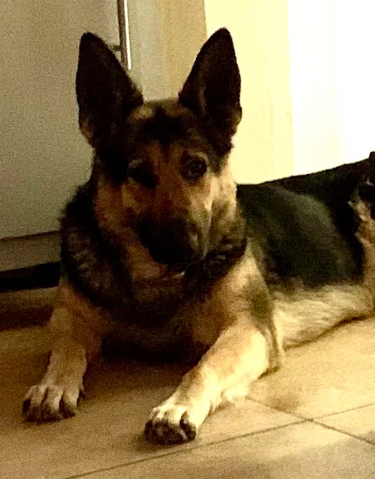 Found dog in Bakersfield, CA, 93307