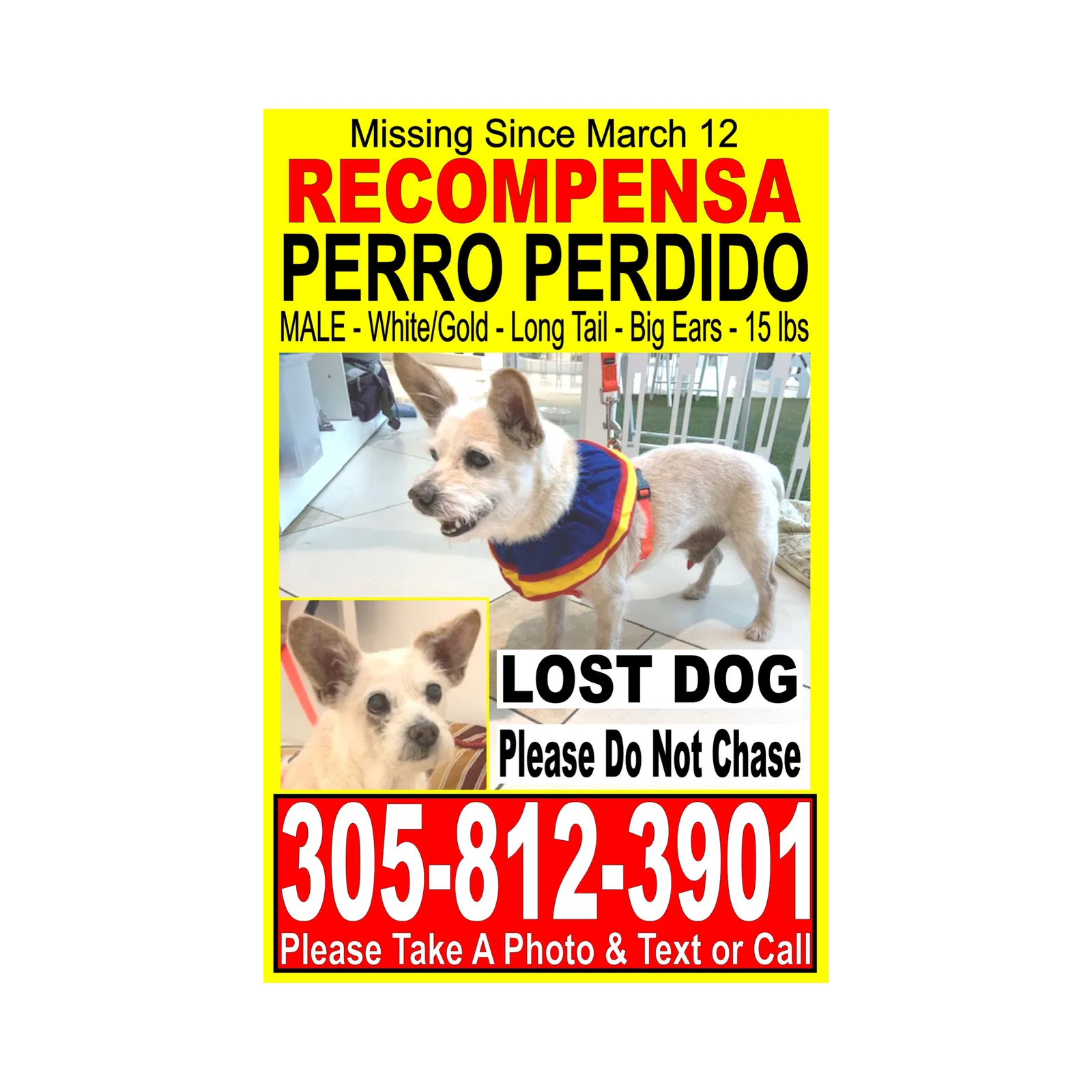 Lost dog in Miami, FL, 33134