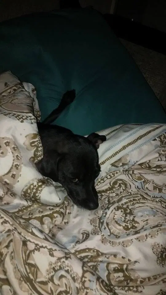 Lost dog in Los Angeles, CA, 90003