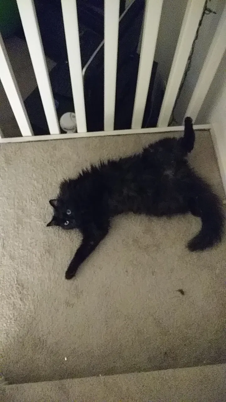 Lost cat in Westerville, OH, 43081