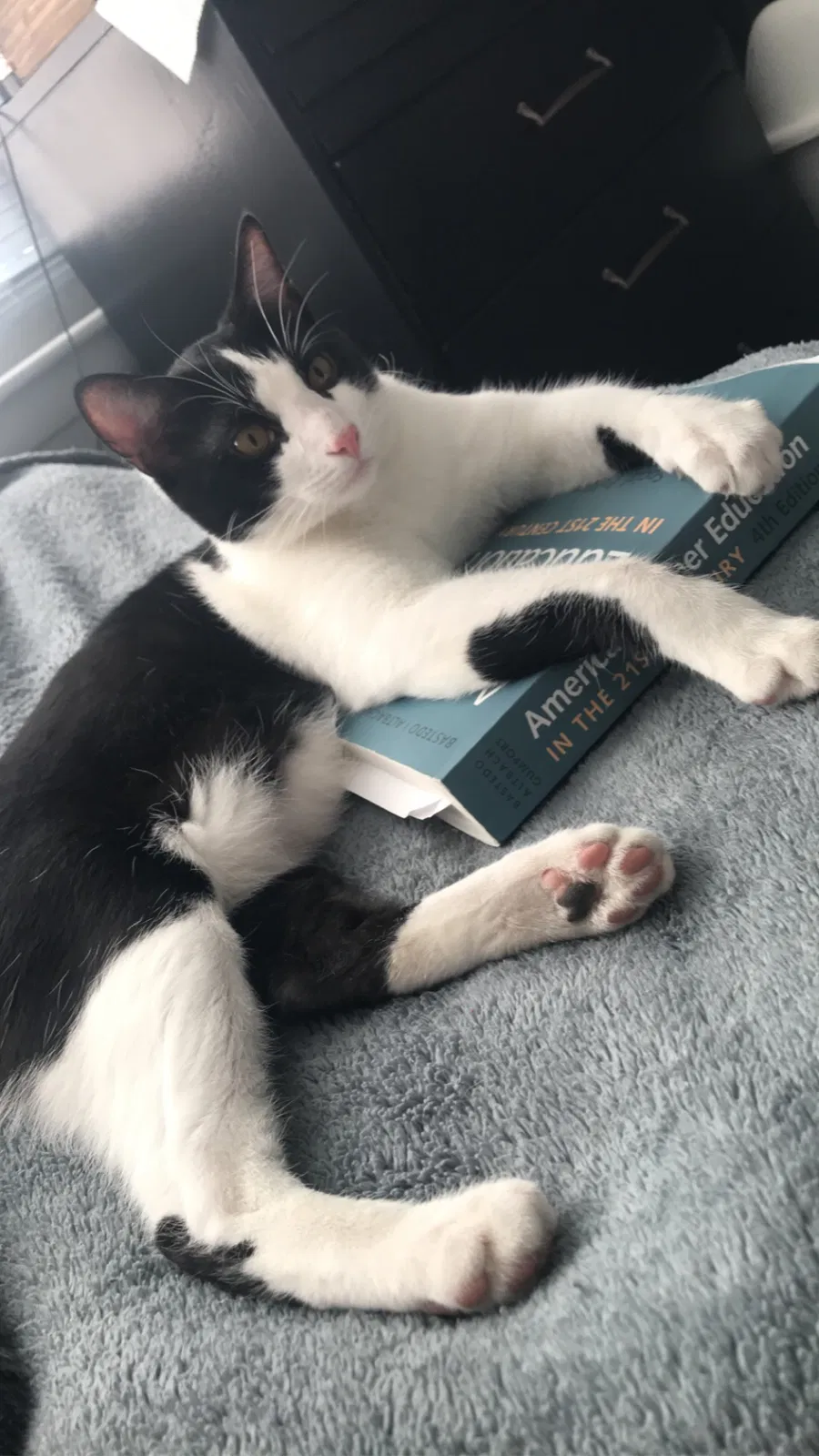 Lost cat in Fayetteville, AR, 72701