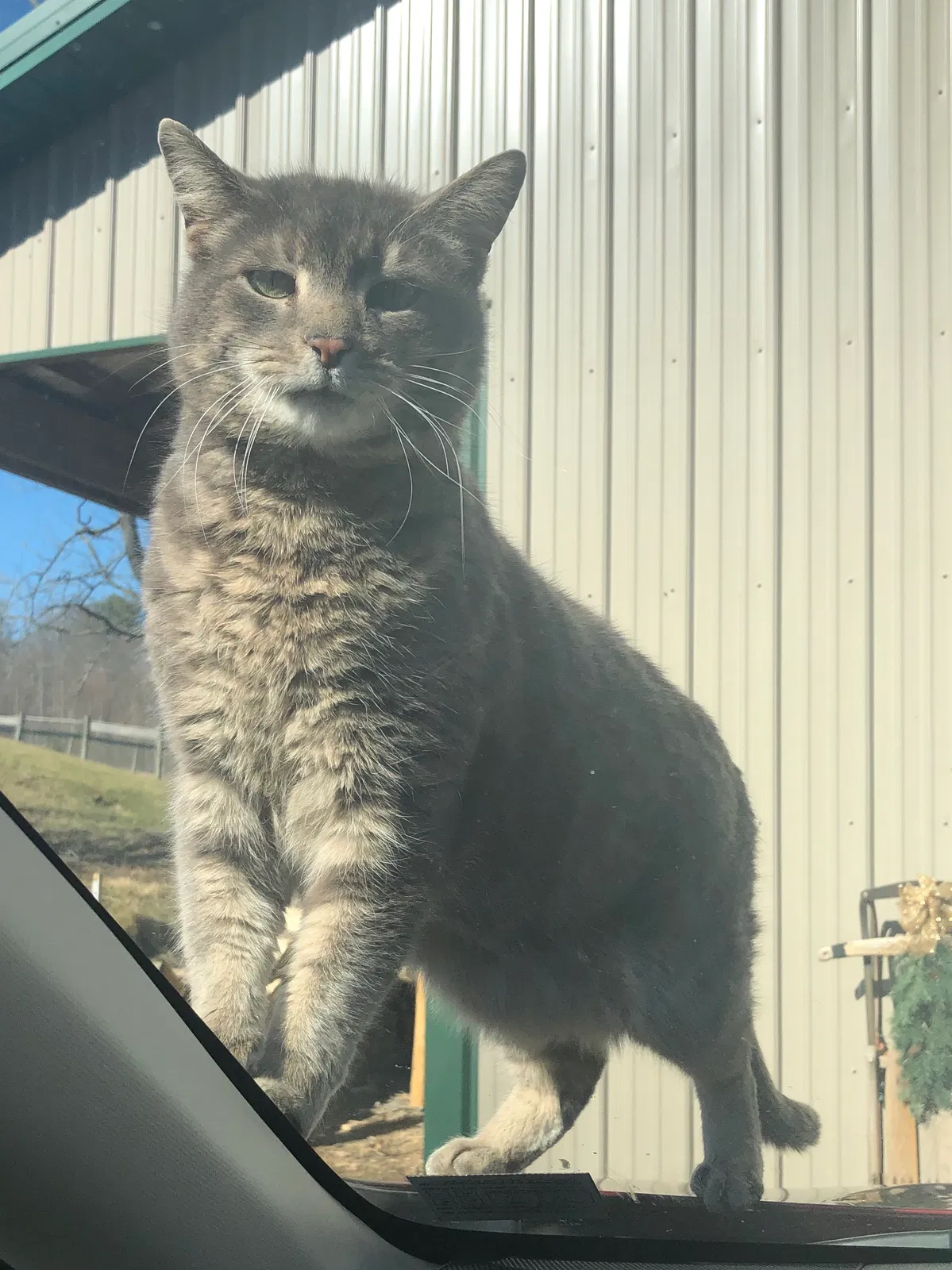 Lost cat in Sykesville, MD, 21784