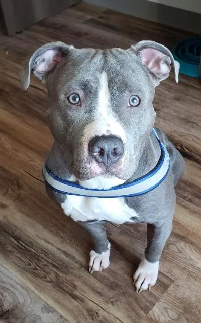 Lost dog in Atlanta, GA, 30349