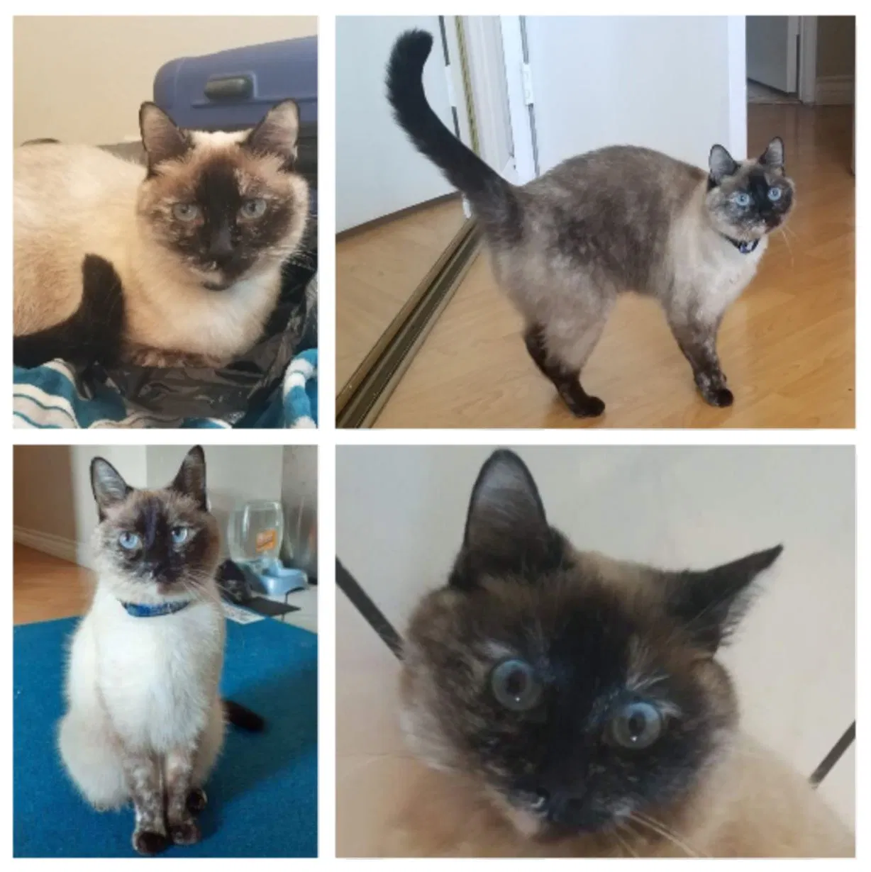 Lost cat in North Hollywood, CA, 91606