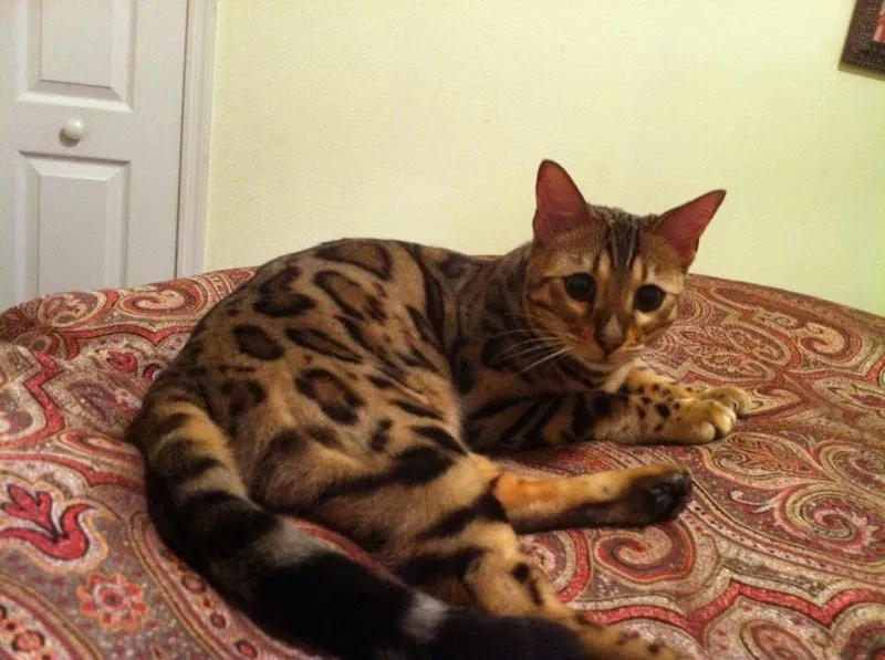 Lost cat in Altamonte Springs, FL, 32714