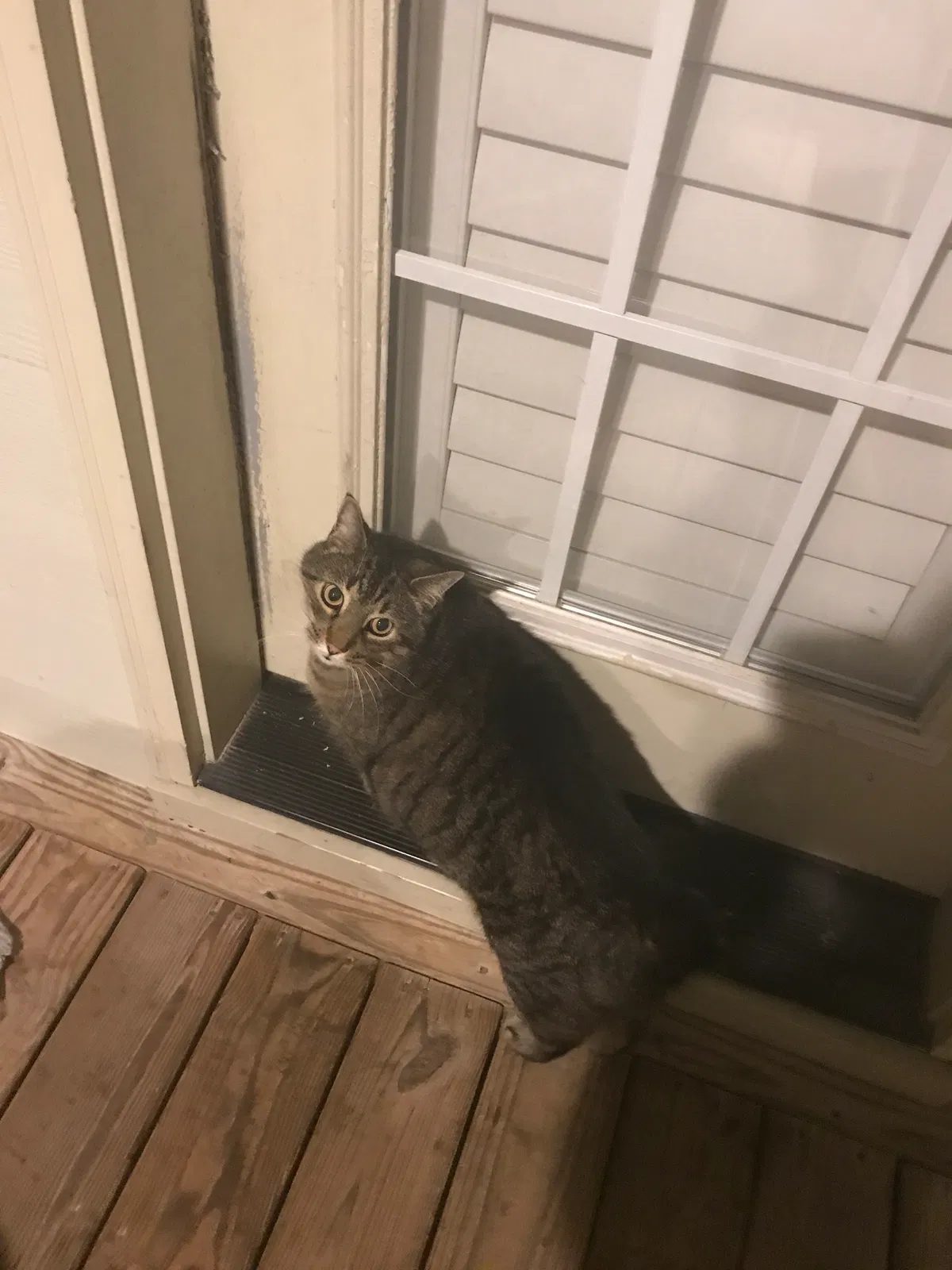 Lost cat in Charleston, SC, 29414