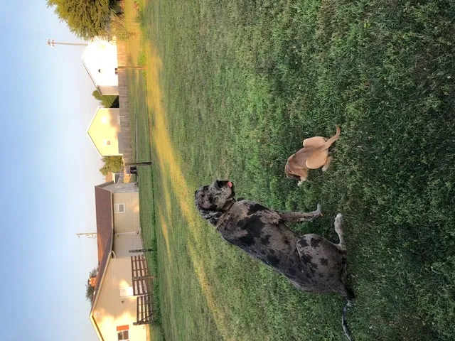 Lost dog in Lockbourne, OH, 43137