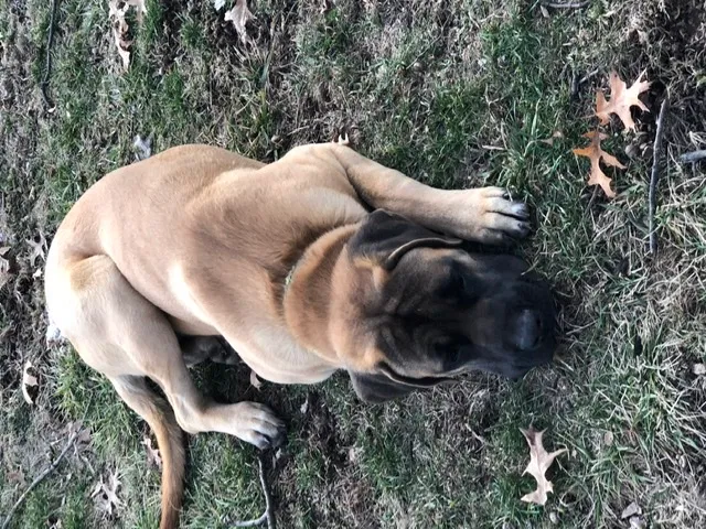 Lost dog in Lockbourne, OH, 43137