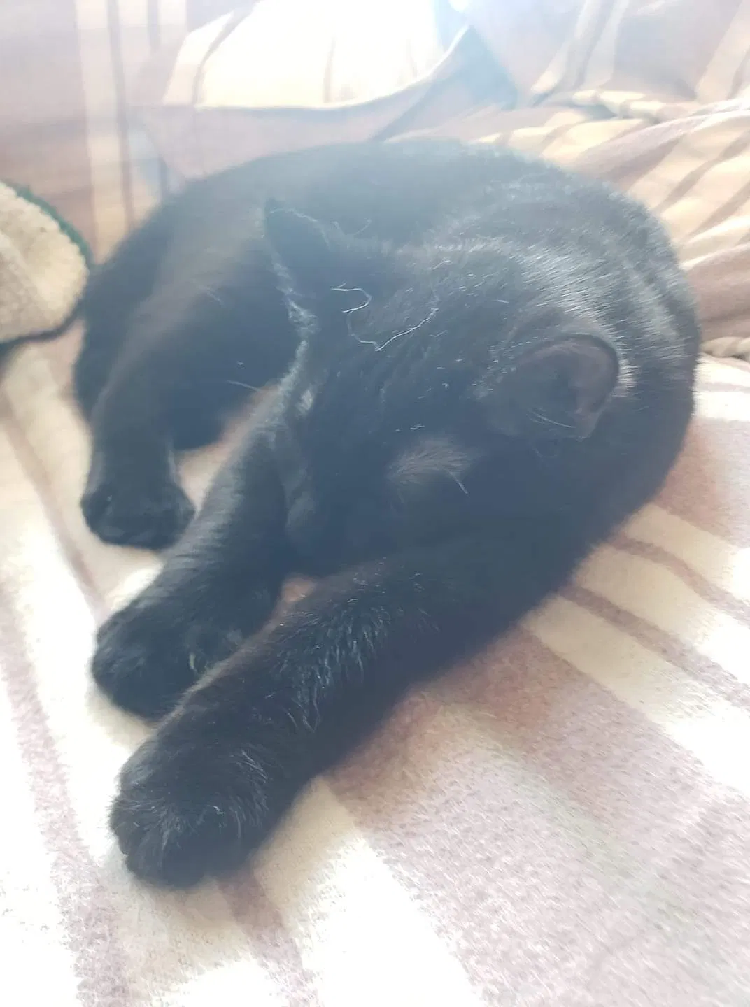 Lost cat in Saint Paul, MN, 55106