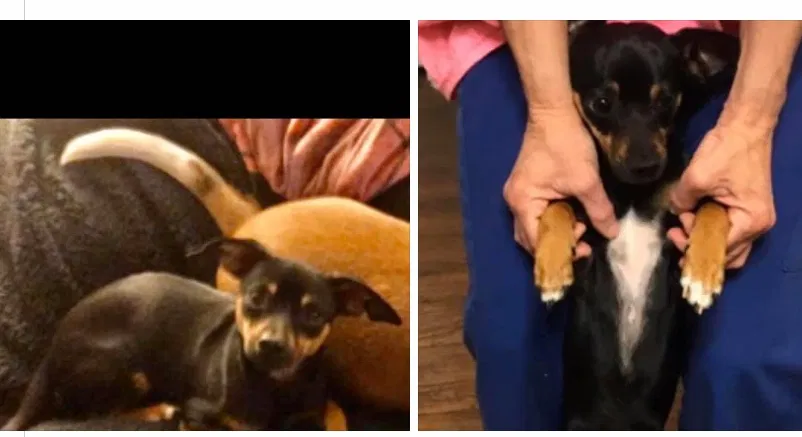 Lost dog in Magee, MS, 39111
