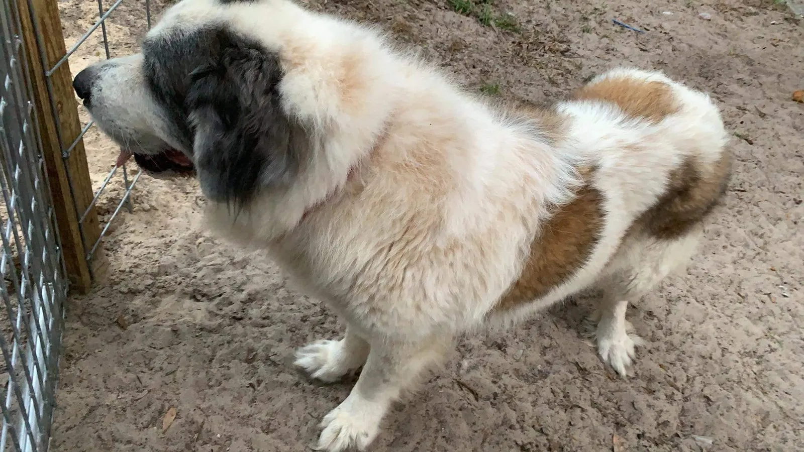 Lost dog in Morriston, FL, 32668