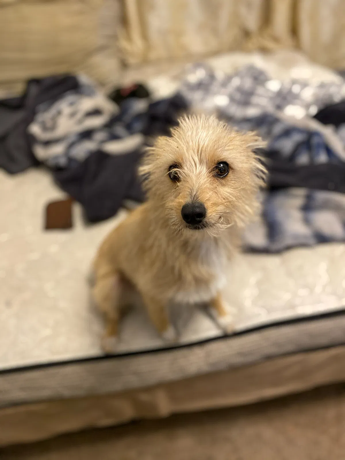 Lost dog in Bakersfield, CA, 93311